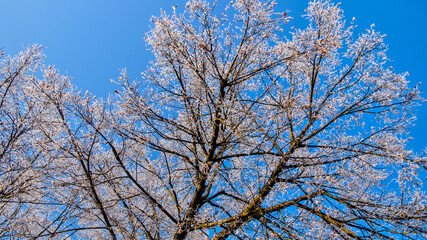 Frost-covered tree crown against a clear blue afternoon sky in winter.