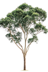 Eucalyptus tree with tall straight trunk and narrow leaves on transparent background