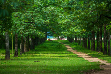 alley in the park