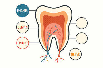 Tooth Anatomy Cross-Section, Labeled Illustration for Dental Education
