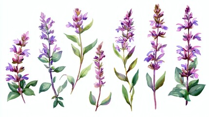 Obraz premium A collection of watercolor illustrations of purple flowers with green leaves