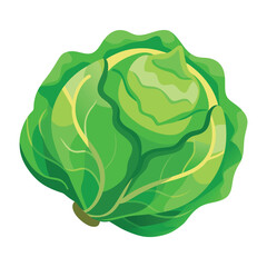 Fresh Green Cabbage Head Illustration
