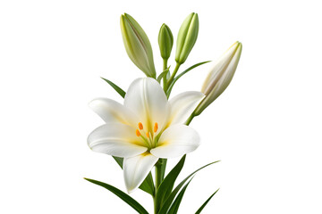 Fototapeta premium White lily flower with buds isolated on white background