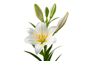 White lily flower with buds isolated on white background