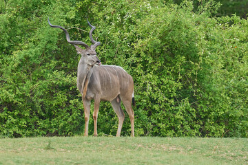 Large Male Greater Kudu (Tragelaphus strepsiceros) browsing for food in a wooded area of  South Luangwa National Park, Zambia
