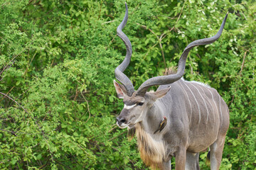 Large Male Greater Kudu (Tragelaphus strepsiceros) browsing for food in a wooded area of  South Luangwa National Park, Zambia