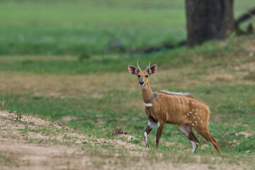 Bushbuck (Tragelaphus scriptus) in South Luangwa National Park, Zambia