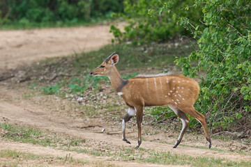 Bushbuck (Tragelaphus scriptus) in South Luangwa National Park, Zambia