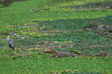 Nile Crocodile (Crocodylus niloticus) lurking amongst floating water hyacinth in a shallow lagoon in South Luangwa National Park, Zambia