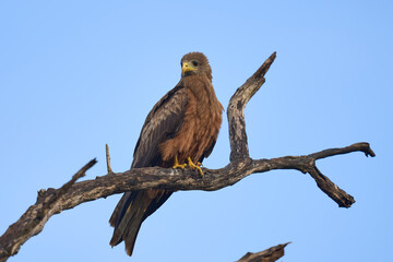 Tawny eagle (Aquila rapax) on the branch of a dead tree in South Luangwa National Park, Zambia