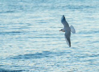 Seagull in Flight over the Ocean