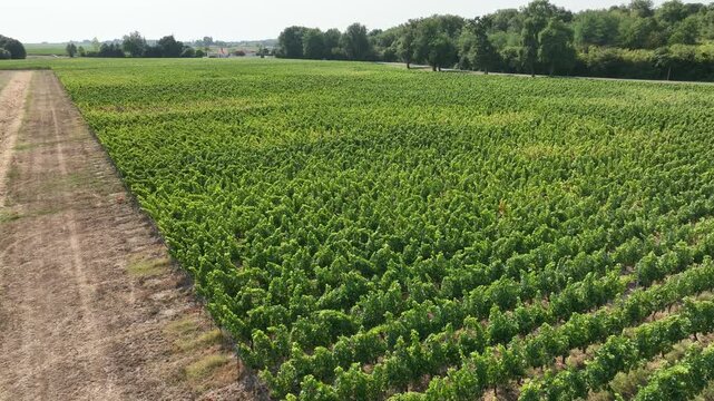 Vue a&eacute;rienne survol vignes dans la r&eacute;gion de Bordeaux, Pauillac. Crise de l'industrie viticole en France. Voyage tourisme dans les vignes des grands vins de Bordeaux