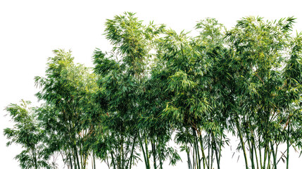 Green bamboo trees on transparent background