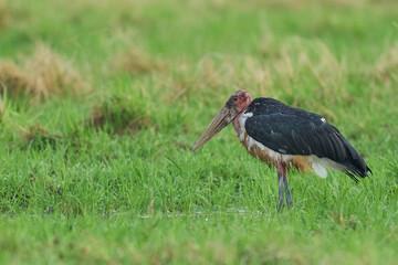 Marabou Stork (Leptoptilos crumenifer) hunting in a shallow lagoon at the start of the rainy season in South Luangwa National Park, Zambia