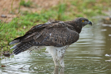 Martial Eagle (Polemaetus bellicosus) drinking from a pool of water in South Luangwa National Park, Zambia