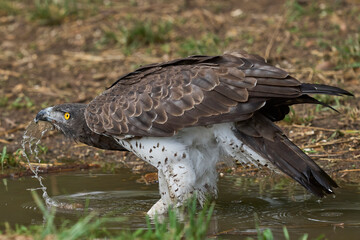 Martial Eagle (Polemaetus bellicosus) drinking from a pool of water in South Luangwa National Park, Zambia