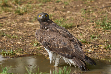Martial Eagle (Polemaetus bellicosus) drinking from a pool of water in South Luangwa National Park, Zambia