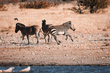 Zebras fighting playfully at a waterhole in Etosha National Park, Namibia, surrounded by dry savanna grassland