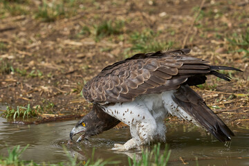 Martial Eagle (Polemaetus bellicosus) drinking from a pool of water in South Luangwa National Park, Zambia