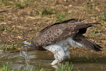Martial Eagle (Polemaetus bellicosus) drinking from a pool of water in South Luangwa National Park, Zambia