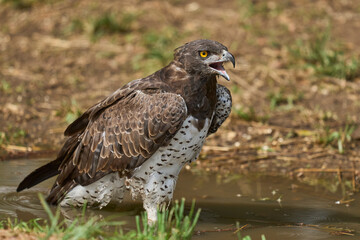 Martial Eagle (Polemaetus bellicosus) drinking from a pool of water in South Luangwa National Park, Zambia