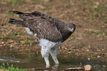 Martial Eagle (Polemaetus bellicosus) drinking from a pool of water in South Luangwa National Park, Zambia