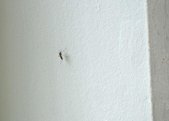 Mosquito on a white wall - A detailed view of a common insect pest, the mosquito, indoors