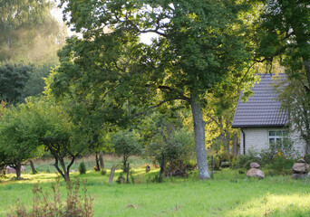 Looking up at a tree canopy - A peaceful, low-angle view looking up at the dense green canopy of a large tree, with a house roof visible