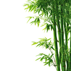 Green bamboo trees on transparent background