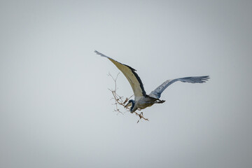 A black-headed heron (Ardea melanocephala) in flight with a small branch in its beak to use for a nest