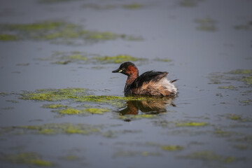 A little grebe (Tachybaptus ruficollis) paddling in a pond