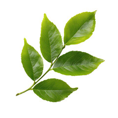 Obraz premium Green leaves isolated on transparent background