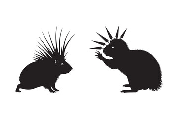 Two porcupines facing each other with spikes raised