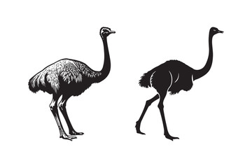 Two stylized silhouettes of ostriches against a white background