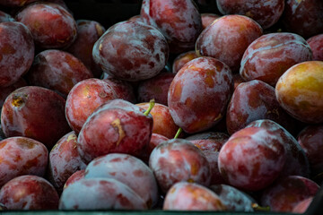 Primer plano de una ciruela azul madura. Cosecha de ciruelas, muchas ciruelas azules.