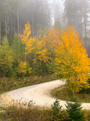 Obraz premium Dirt road among yellow autumn trees in the morning fog and warm light. Path through a golden forest at sunrise with fog and warm light