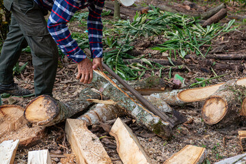 Close-up of a lumberjack's hands chopping wood next to his axe