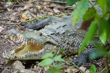 Wild Crocodile, Yucatan