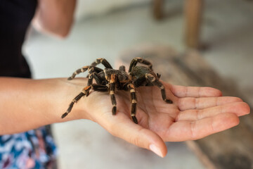 Brachypelma smithi, Acanthoscurria geniculata