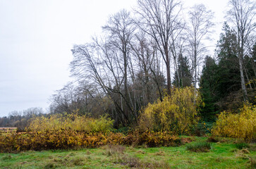 Burnaby Deer Lake Park, BC, Canada