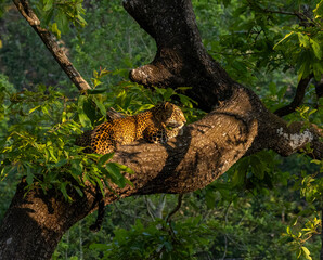 Leopard on the Tree - photographed in Nagarhole National Park (India) © Sandipan