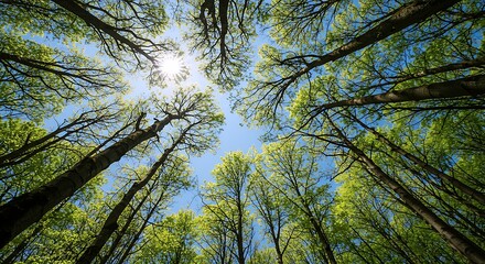 Fototapeta premium Bright Sun Rays Burst Through A Lush Green Forest Canopy On A Clear Blue Sky Day Viewed From Below.