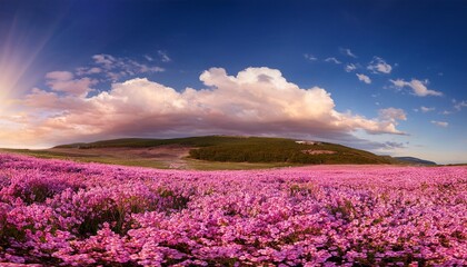 Fototapeta premium a breathtaking vista of pink flowers blooming in vast field under the sky