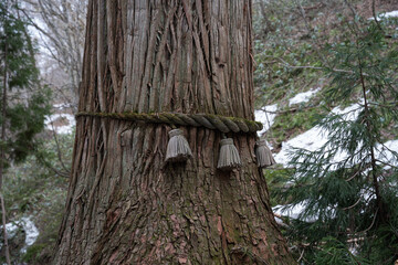 The Sacred Cedars of Japan's Shrines