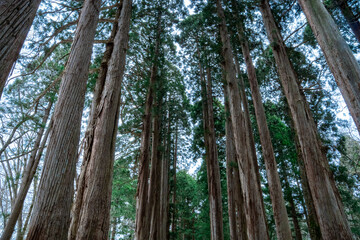 The Sacred Cedars of Japan's Shrines