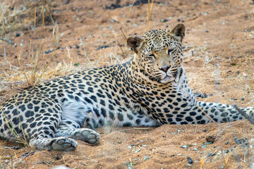 Close up photo of a lying female African leopard resting in Namibia, Africa