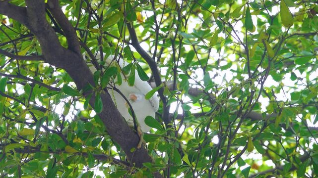 It is like lesser egret Ardea intermedia plumifera in Sandakan city center. Malaysia, Borneo