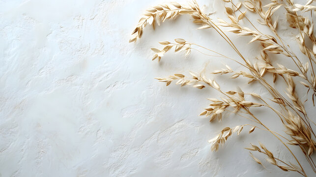 Golden oat ears with delicate texture, elegantly arrnged on a smooth white surace, emphasizing natural bauty.