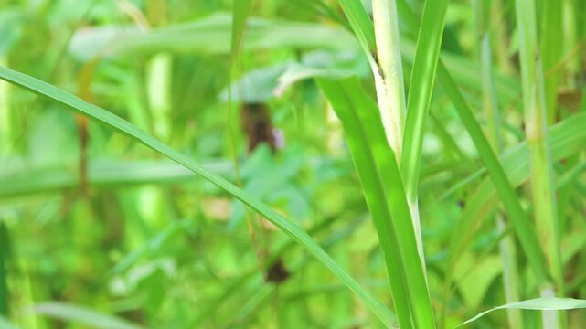 Eastern black-headed munia (Lonchura atricapilla) flock feed on bush in natural conditions of rainforest of Borneo island