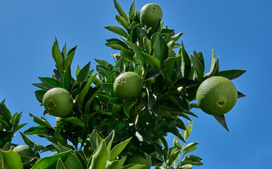 GREEN ORANGES ON TREE